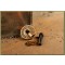 Workhorse Coin-Nut screw